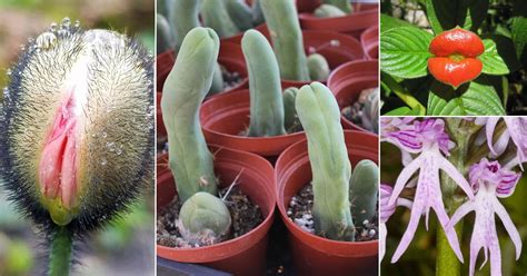Free Plant Porn Videos (314) .